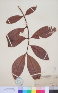 Specimen thumbnail